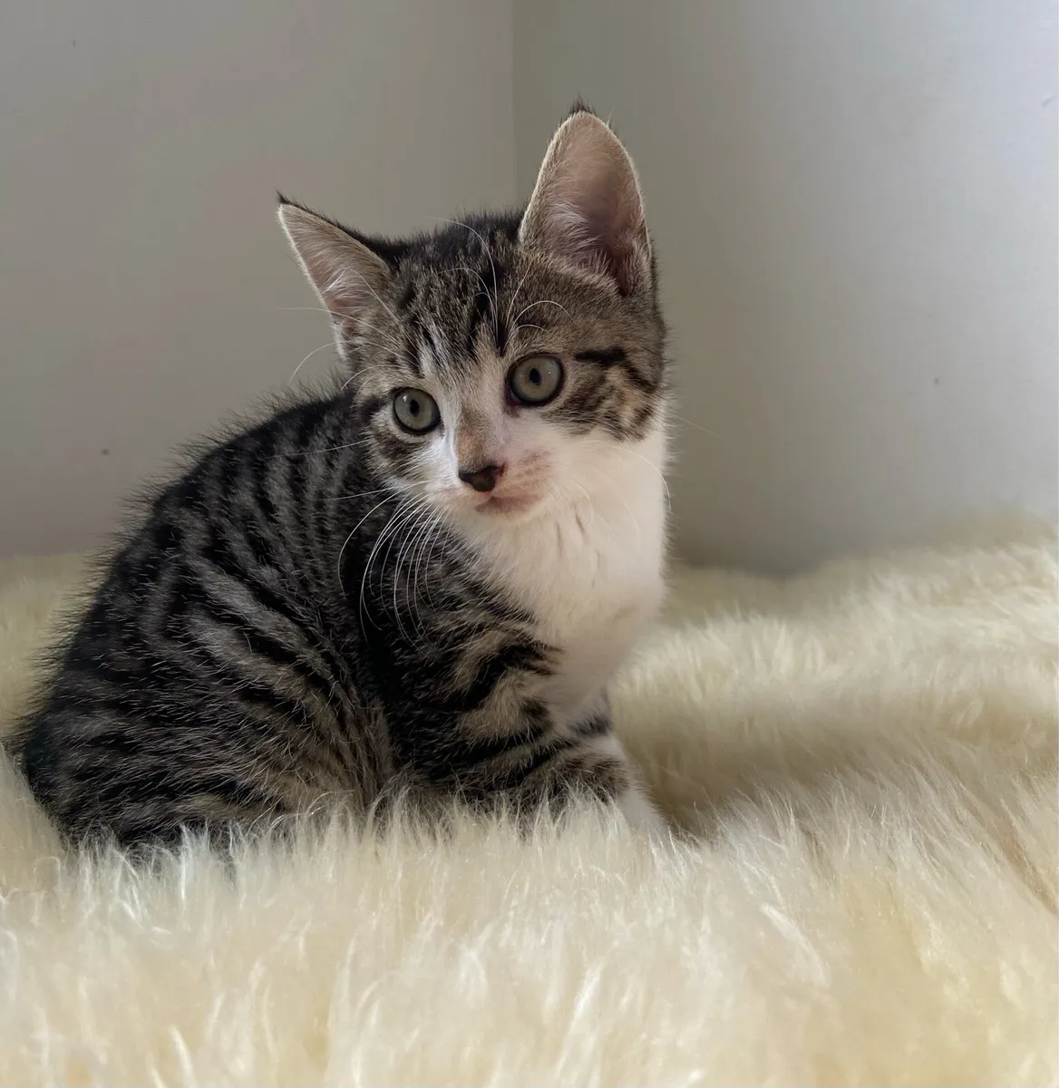 Tabby Kitten - Image 1