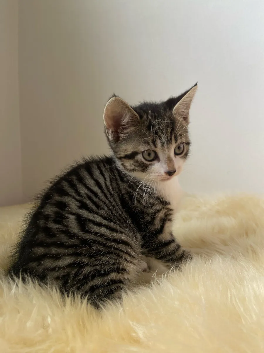 Tabby Kitten - Image 2