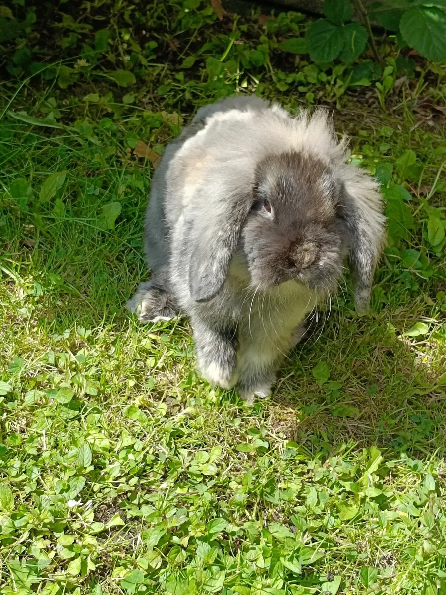 Rabbits - Image 1