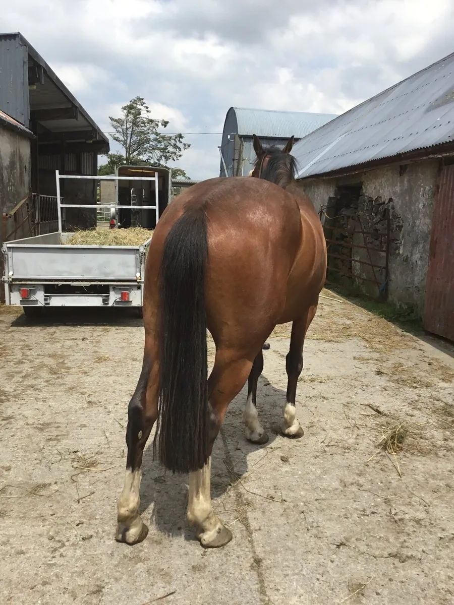 Equine - Image 1