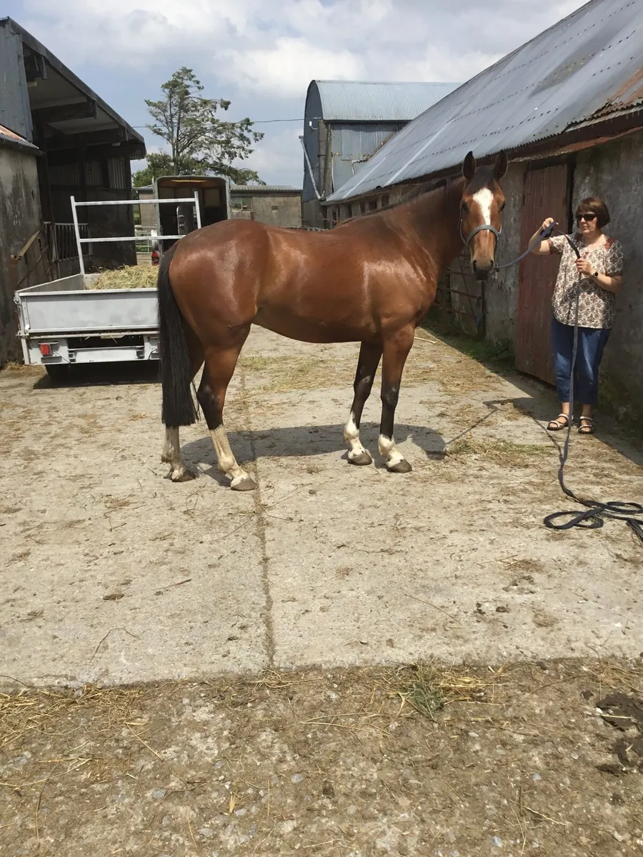 Equine - Image 3