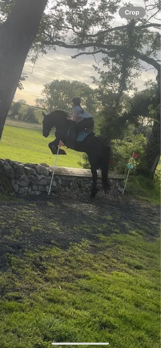 Freisian gelding - Image 1