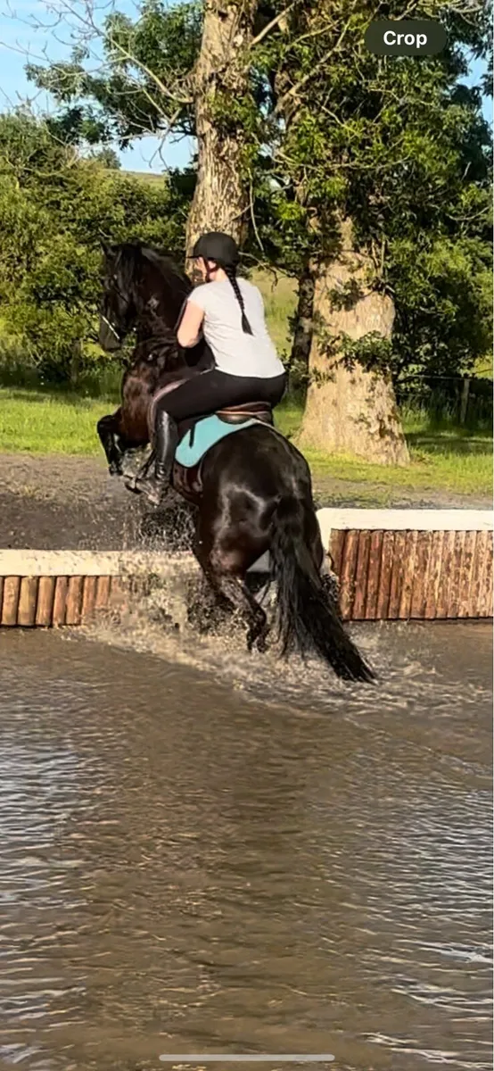 Freisian gelding - Image 2