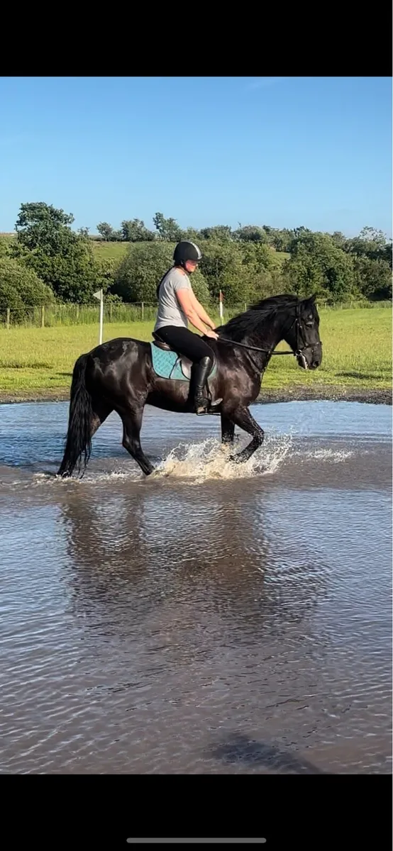 Freisian gelding - Image 3