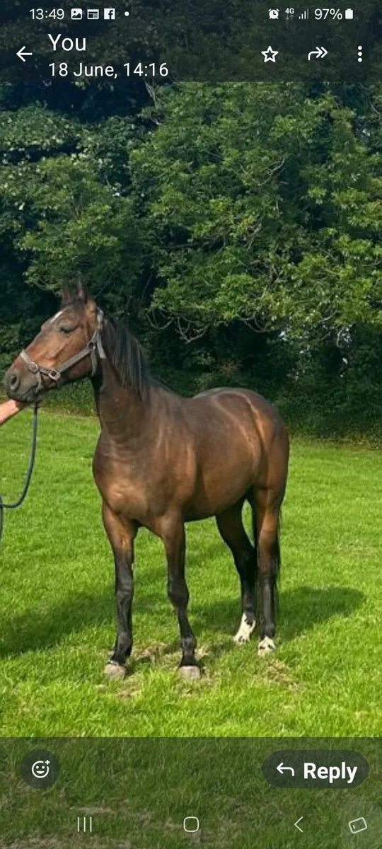 3 Year Old Gelding - Image 1