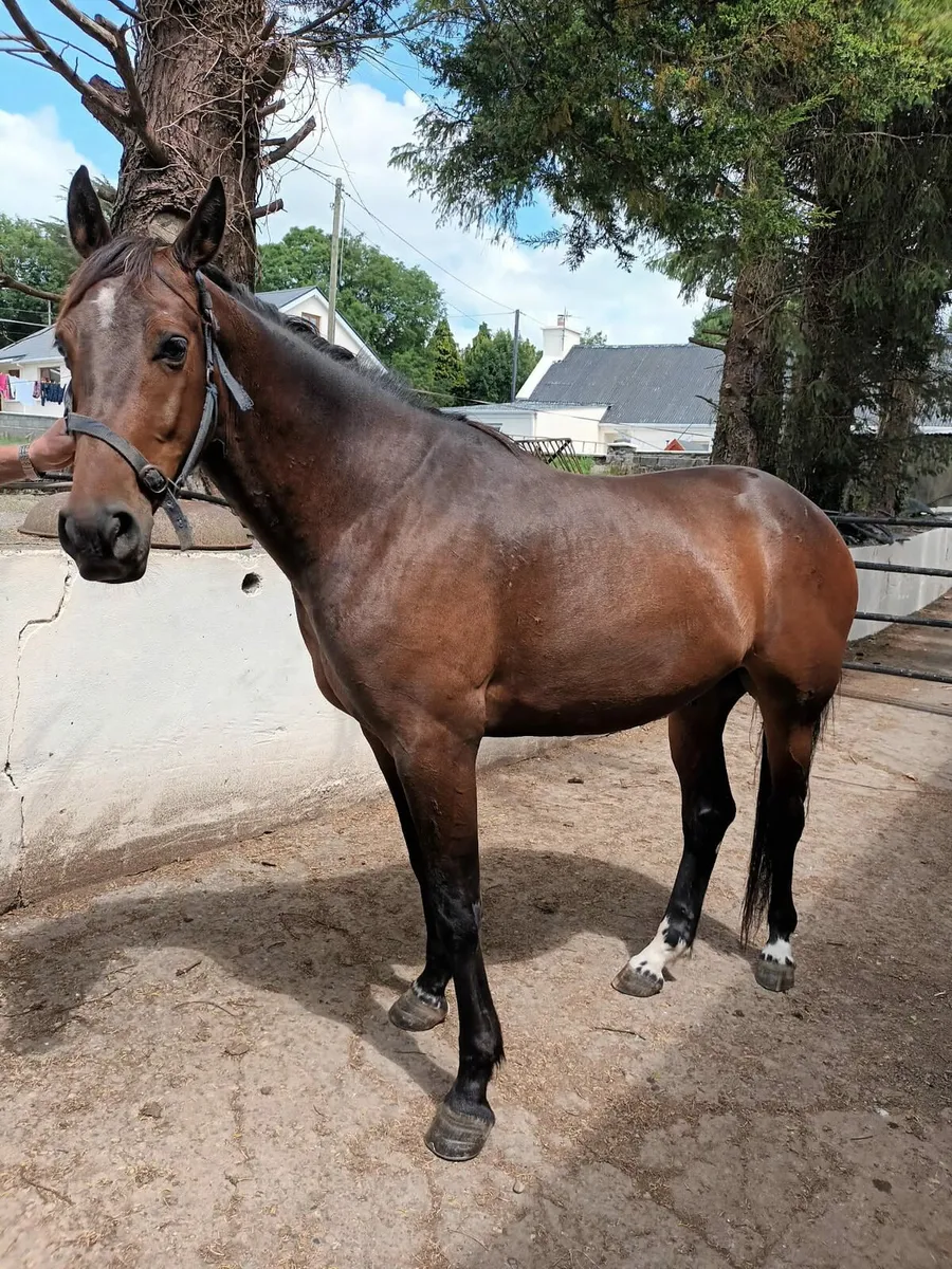 3 Year Old Gelding - Image 2