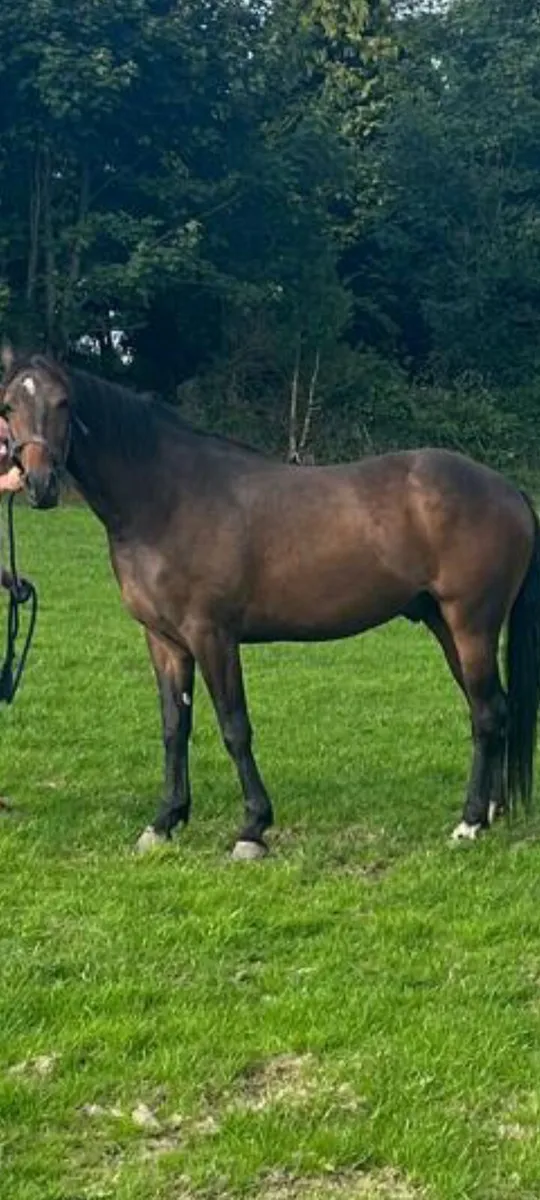 3 Year Old Gelding - Image 3