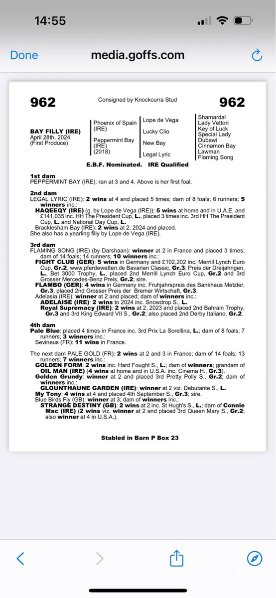 New Bay Broodmare - Image 1