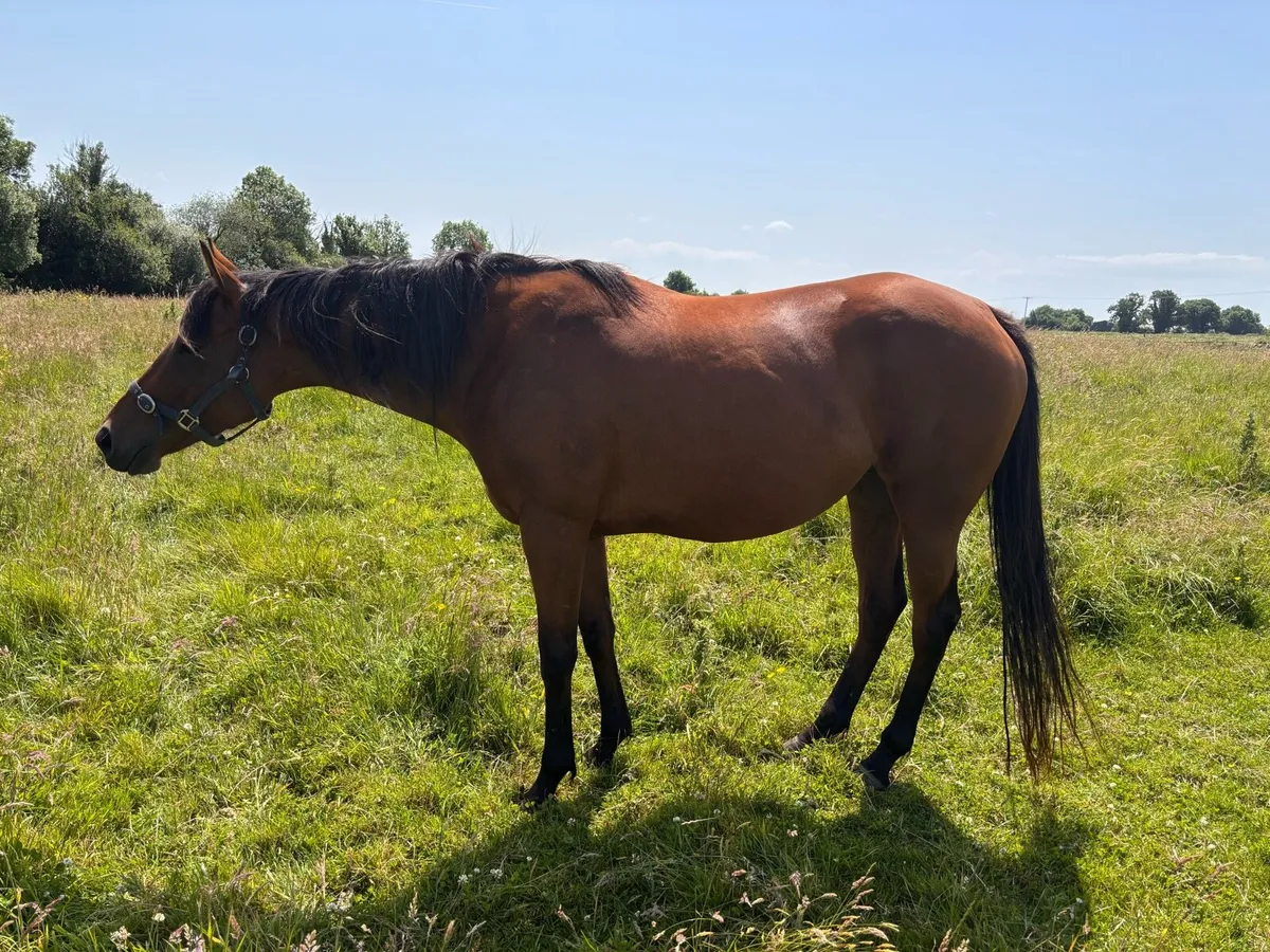 New Bay Broodmare - Image 2