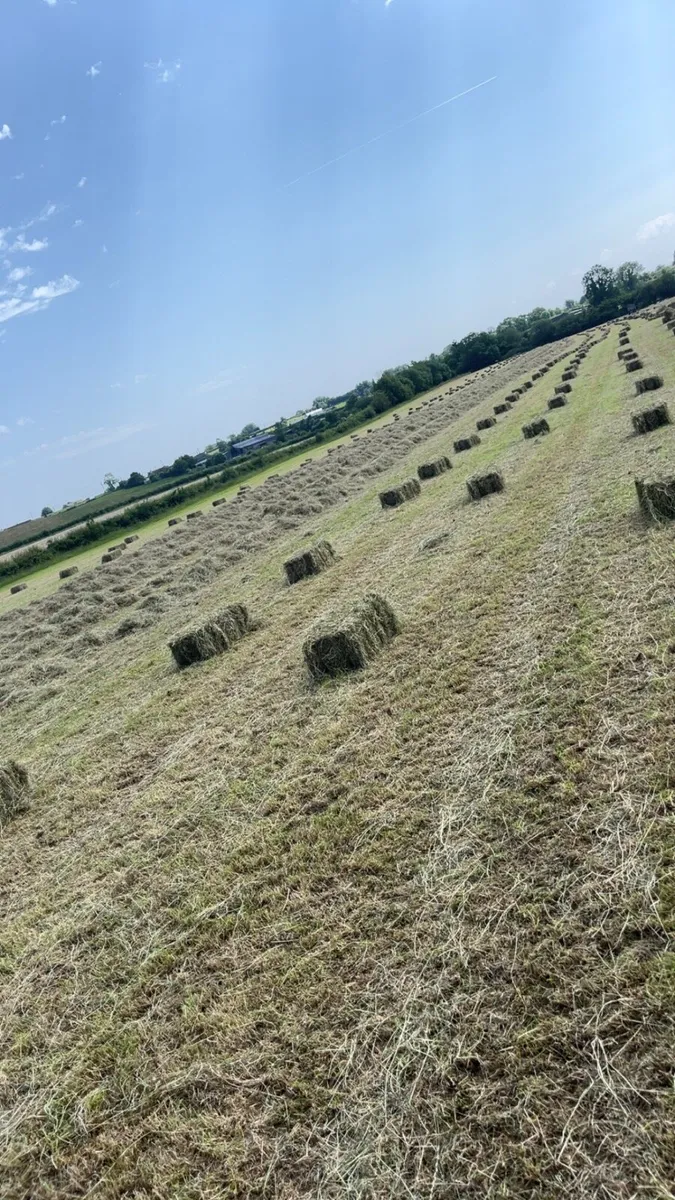 Square bales of Hay - Image 1
