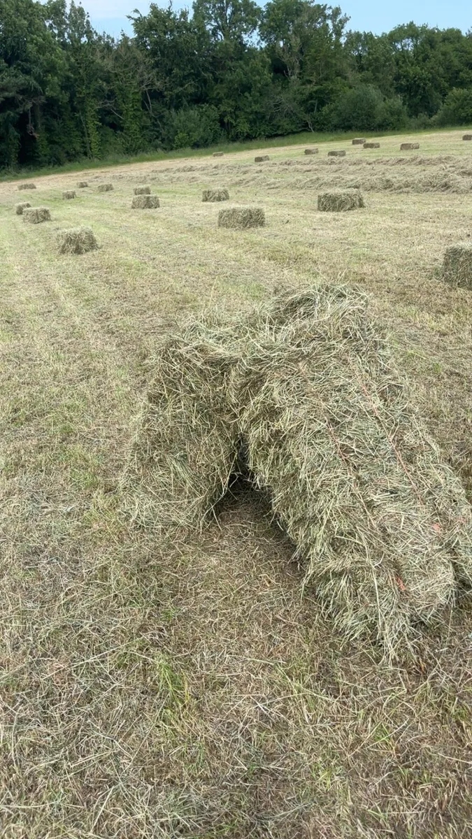 Square bales of Hay - Image 2