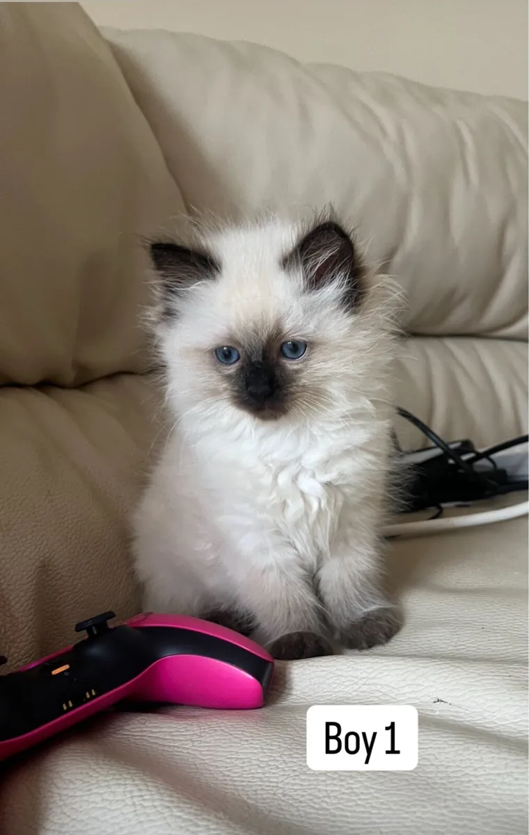 Ragdoll Kittens - Image 1