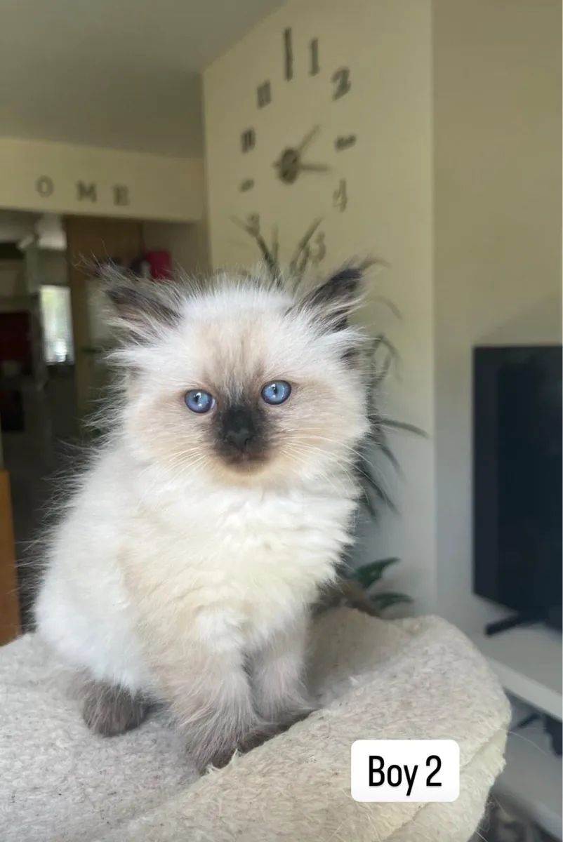 Ragdoll Kittens - Image 2