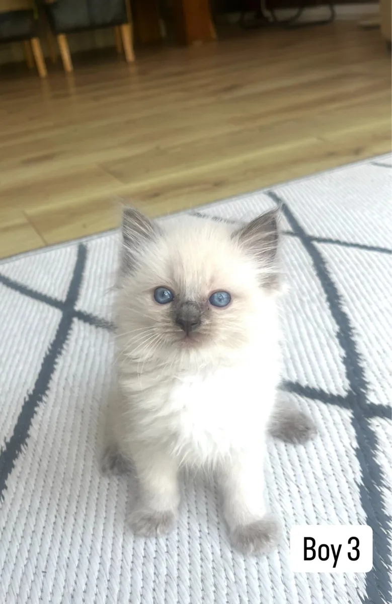 Ragdoll Kittens - Image 3
