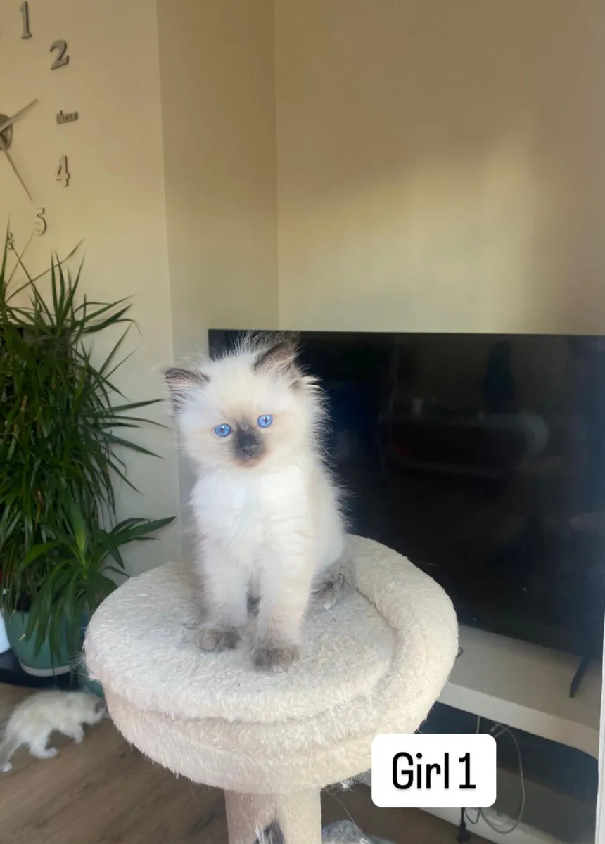 Ragdoll Kittens - Image 4