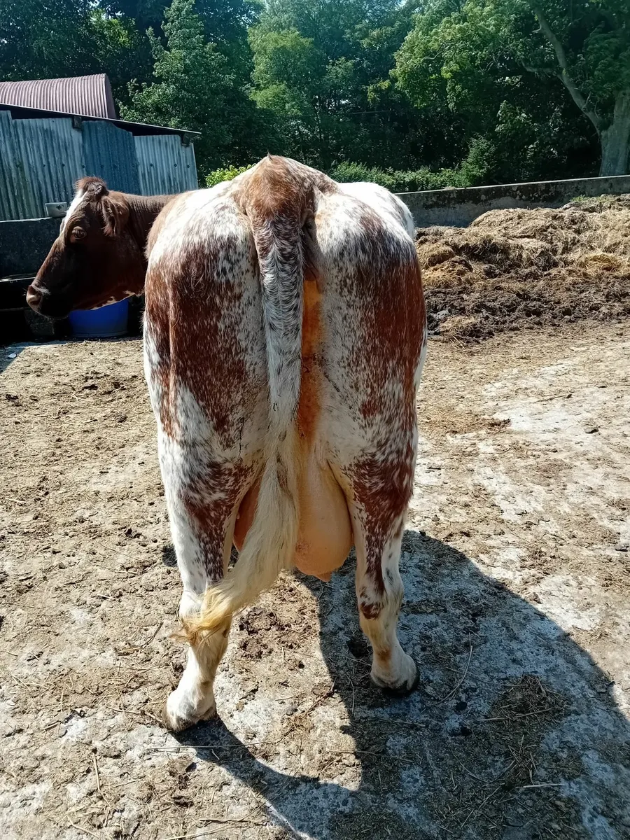 Foster cow - Image 1
