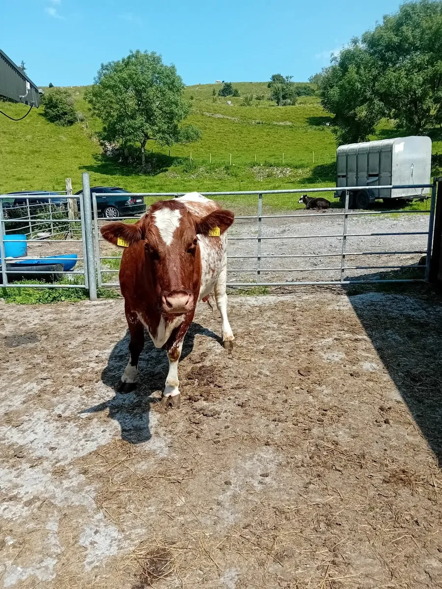 Foster cow - Image 2
