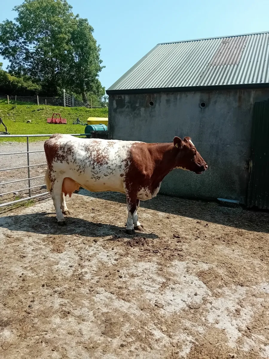 Foster cow - Image 3