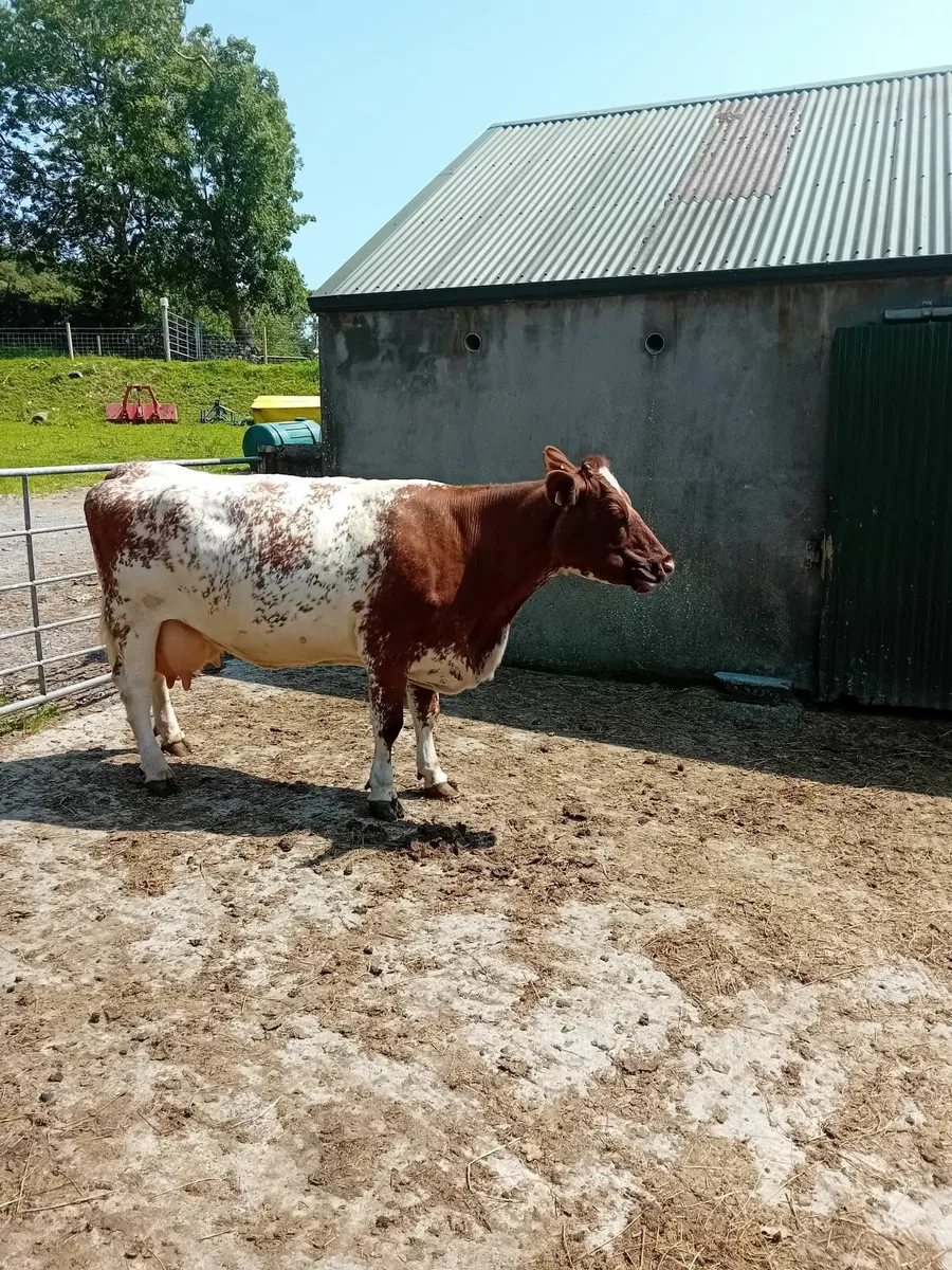 Foster cow - Image 4