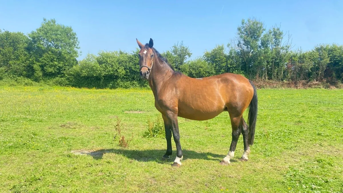 Cornet Obolensky brood mare - Image 1