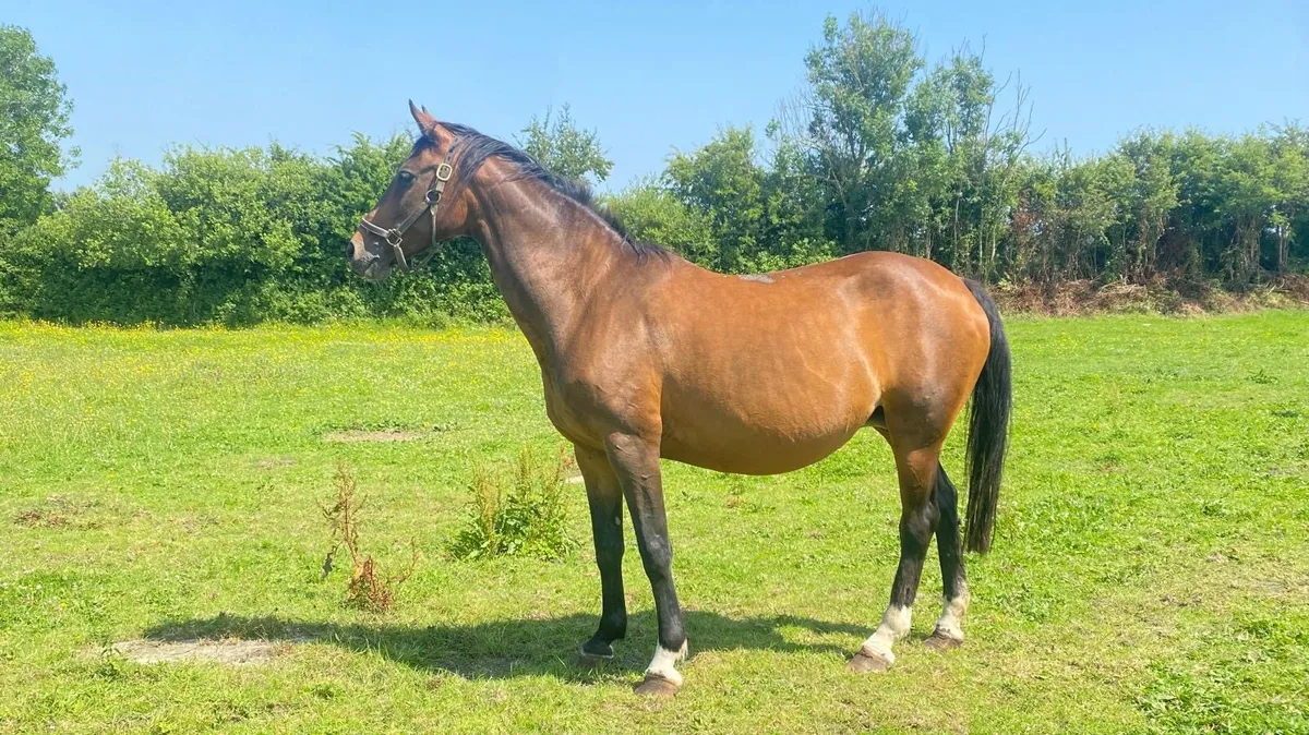 Cornet Obolensky brood mare - Image 2