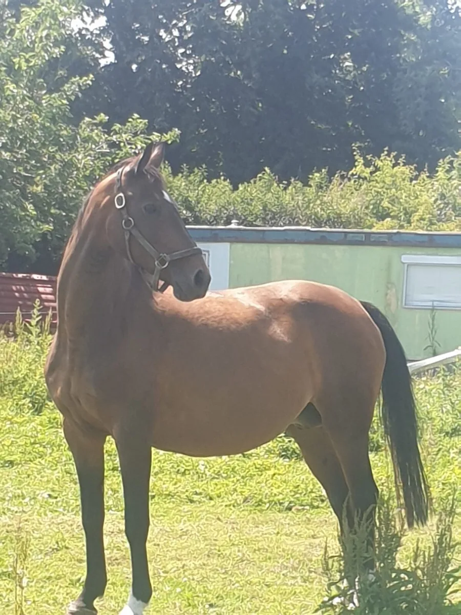 Cornet Obolensky brood mare - Image 3