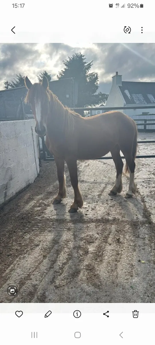1 year old filly