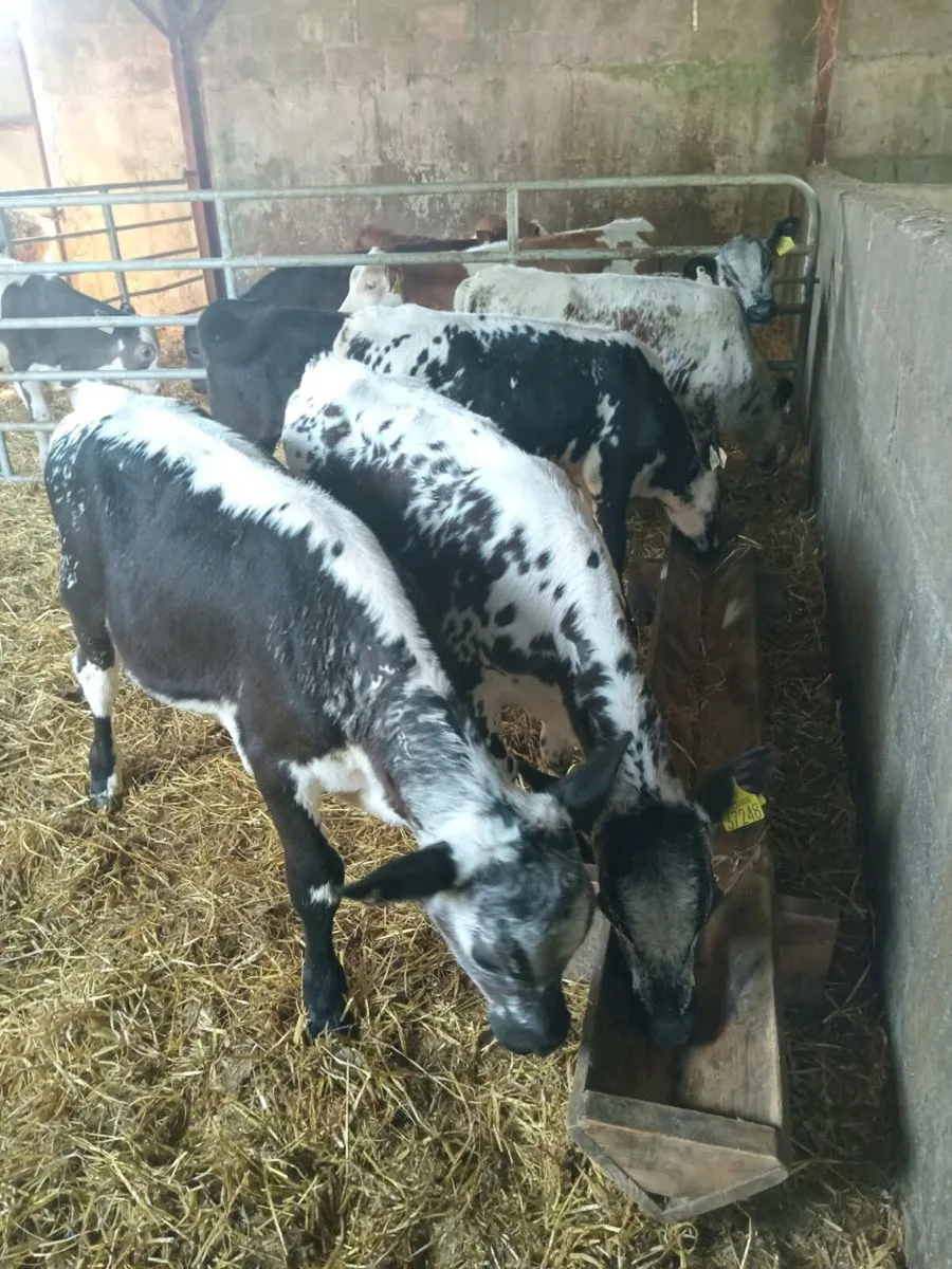 6 reared calves ,READY FOR GRASS - Image 2