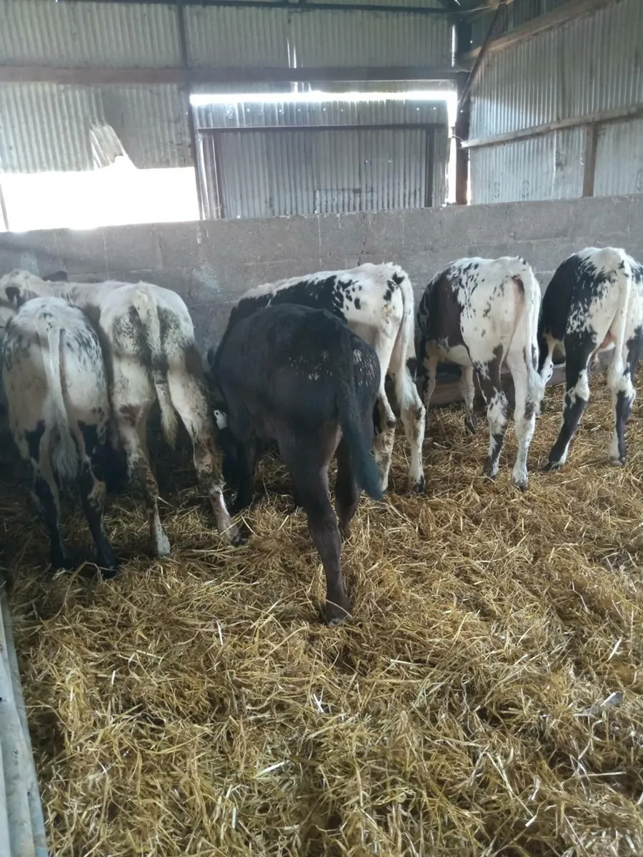 6 reared calves ,READY FOR GRASS - Image 3