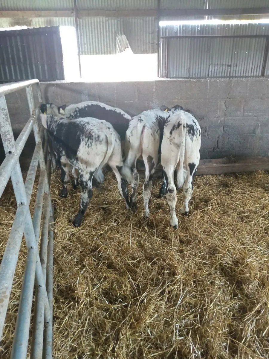 6 reared calves ,READY FOR GRASS - Image 4