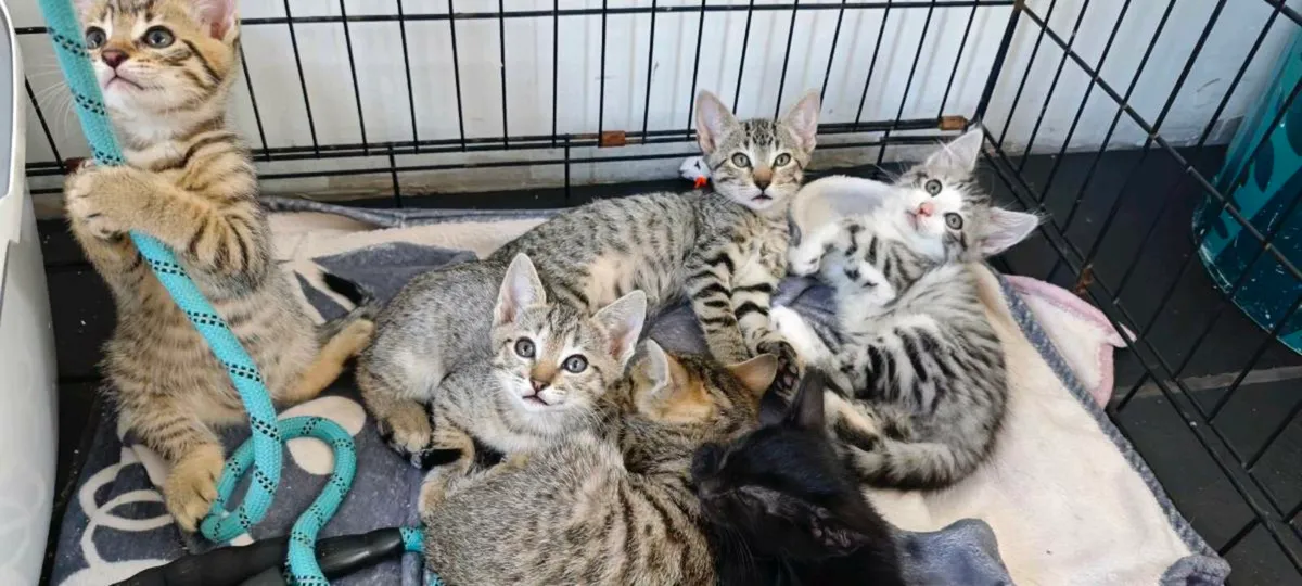 Siamese Bengal cross kittens - Image 1