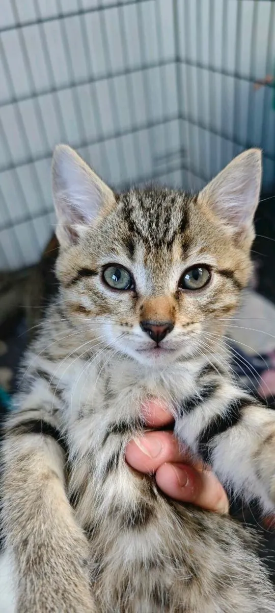 Siamese Bengal cross kittens - Image 4