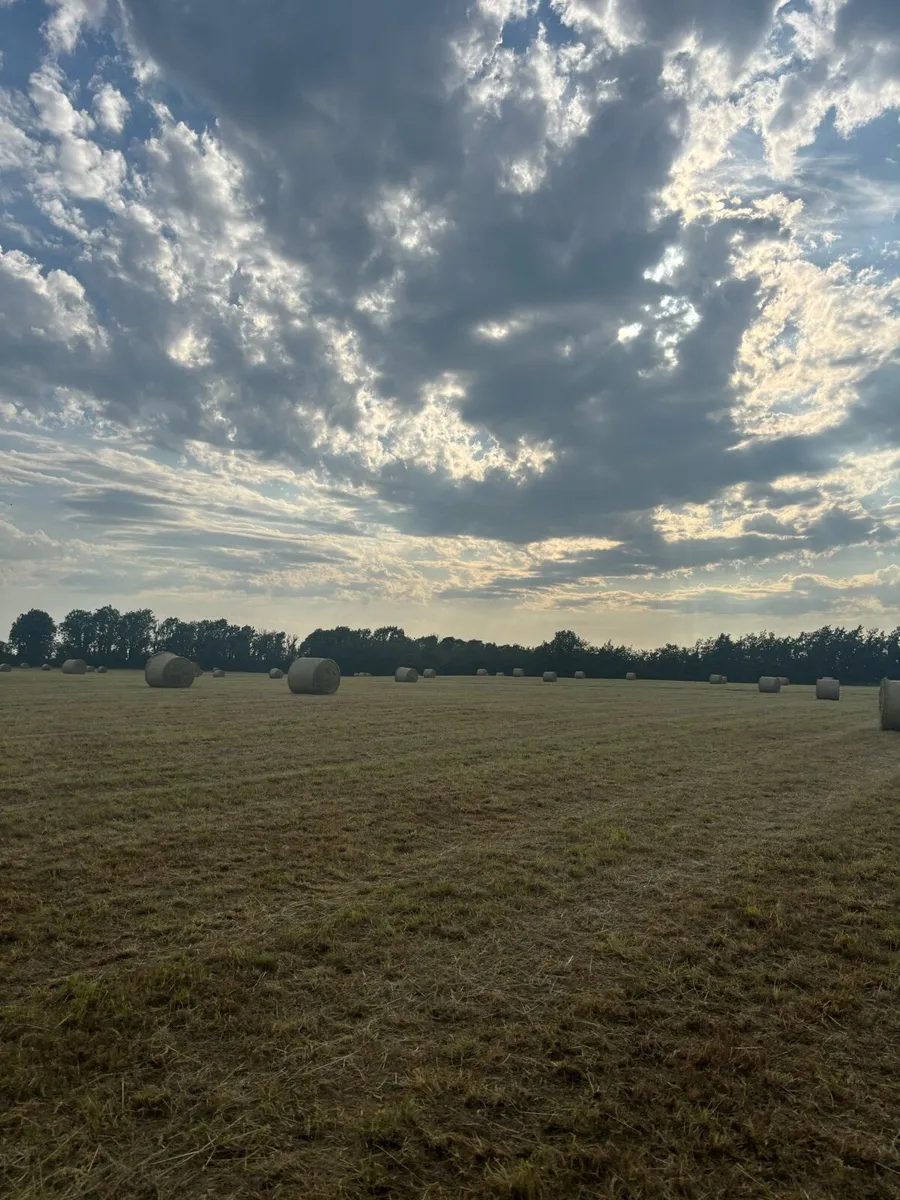 2025 hay - Image 1