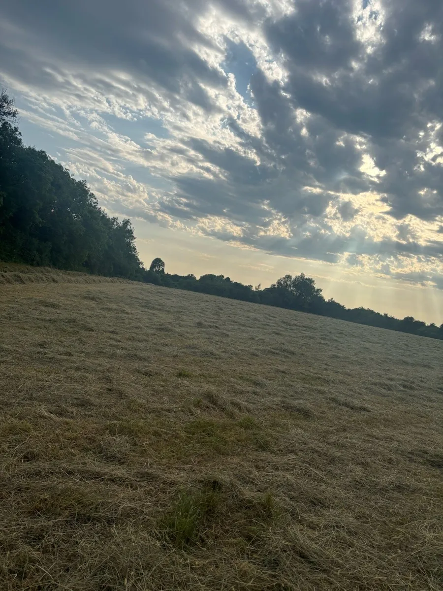 2025 hay - Image 3