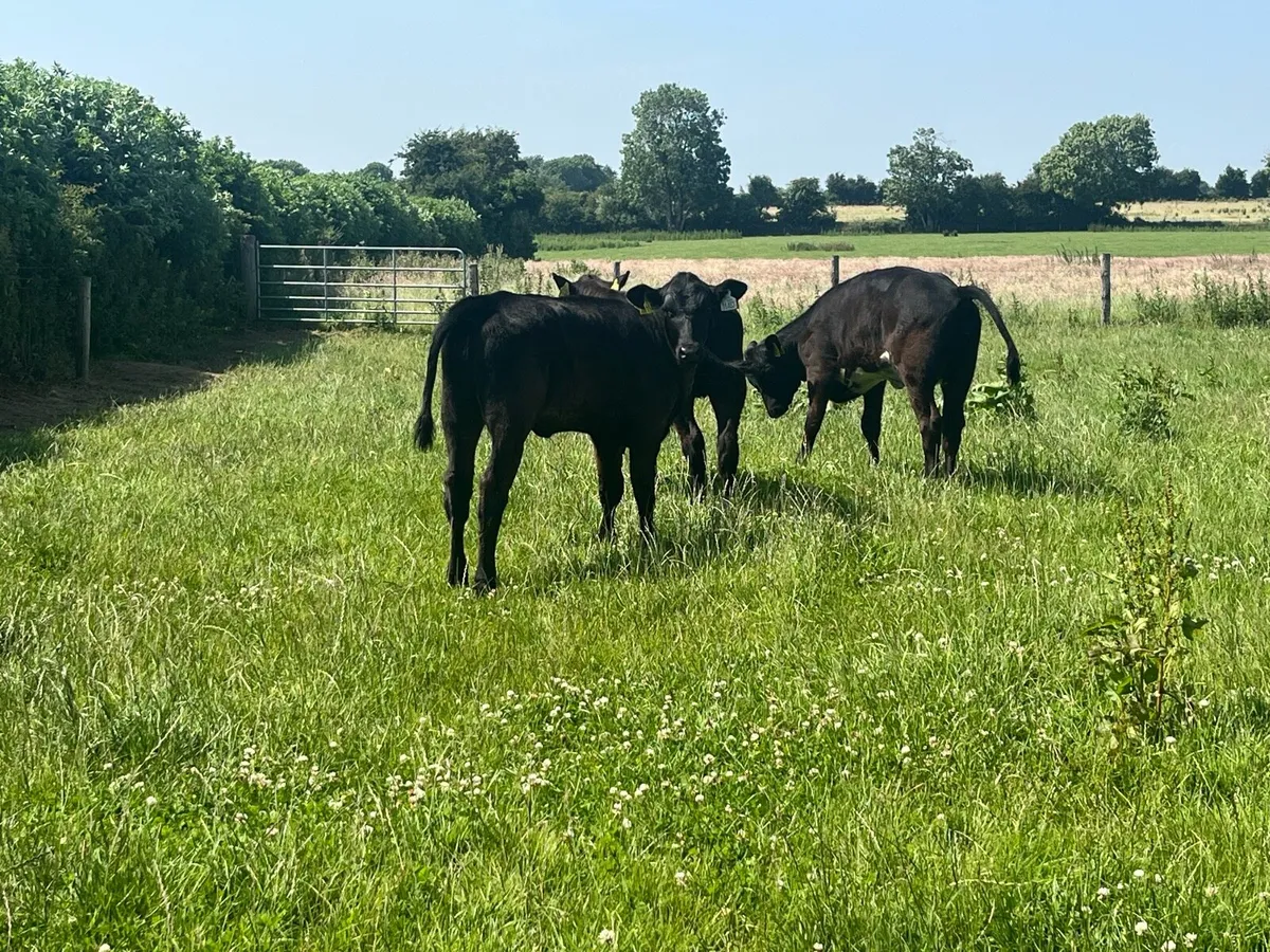 Angus and Hereford Heifer Runners - Image 1