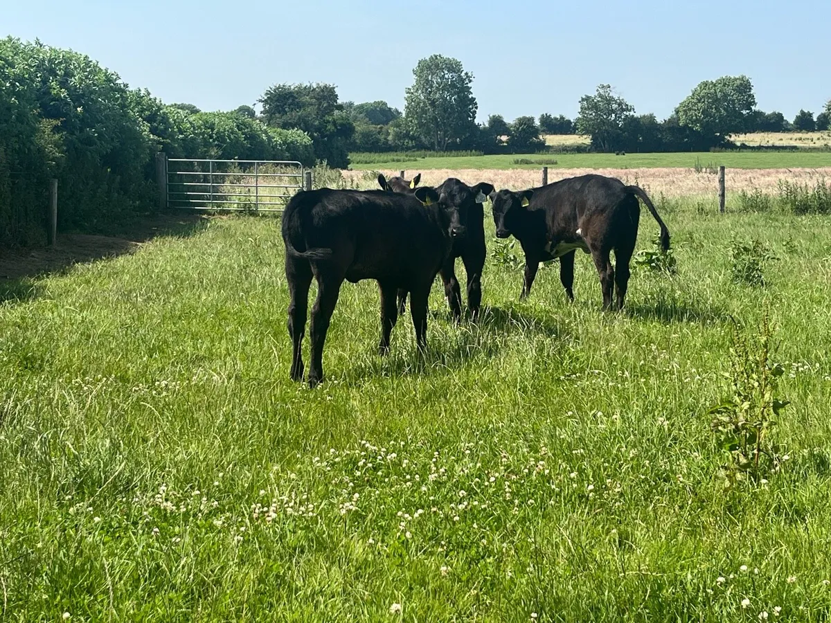 Angus and Hereford Heifer Runners - Image 2
