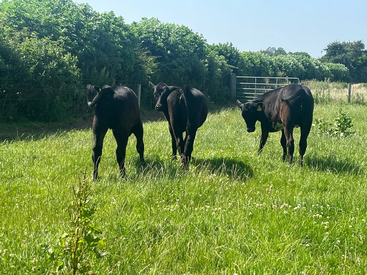 Angus and Hereford Heifer Runners - Image 3