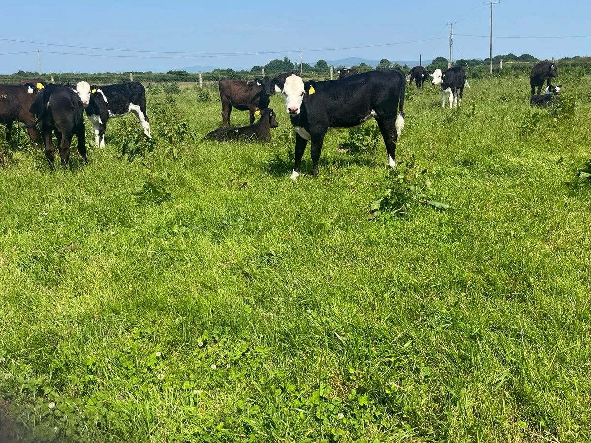 Angus and Hereford Heifer Runners - Image 4