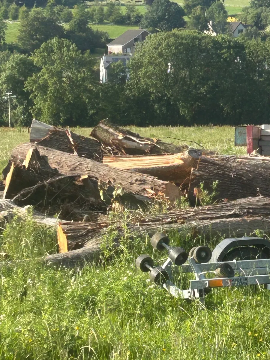 Firewood - Image 4