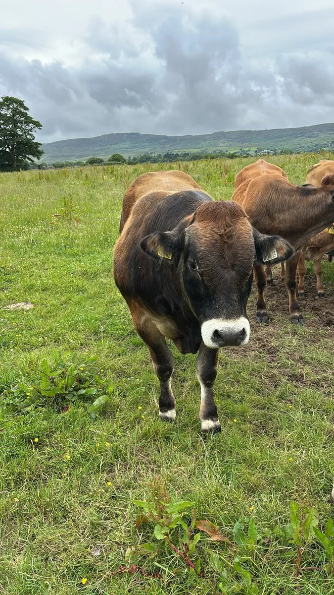 Parthenaise Bull - Image 1
