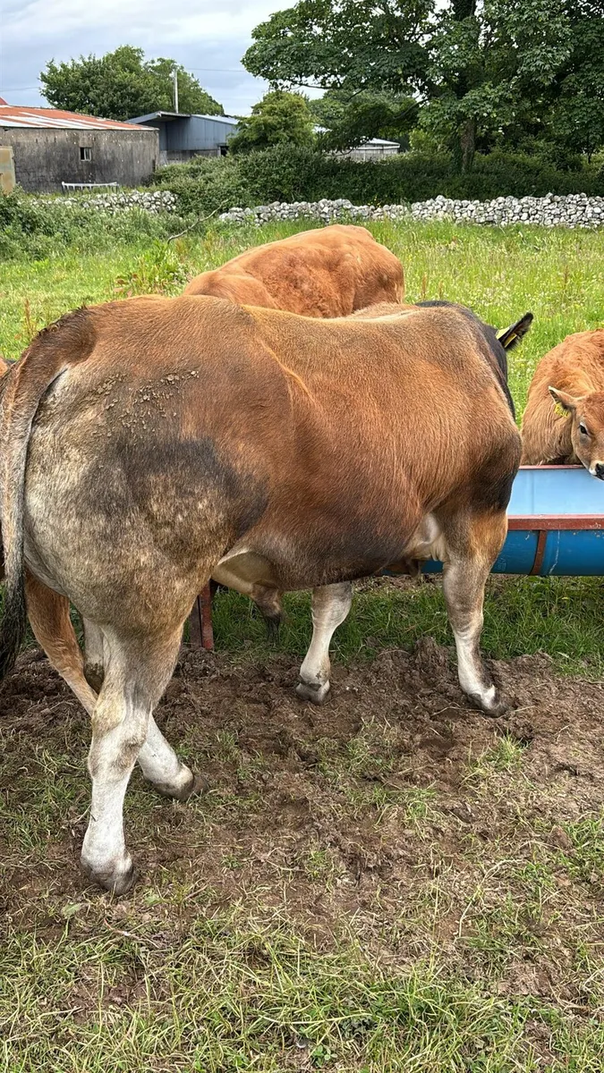 Parthenaise Bull - Image 2