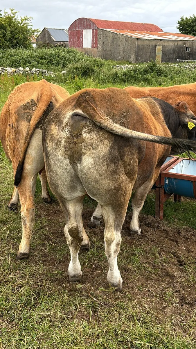 Parthenaise Bull - Image 3