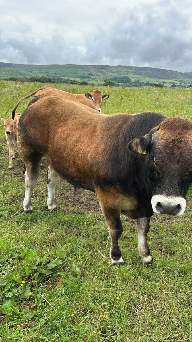 Parthenaise Bull - Image 4