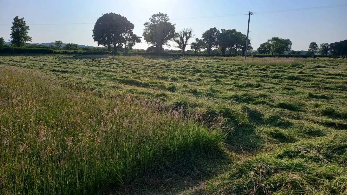 Small square bales of hay - Image 2