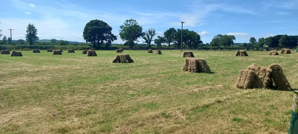 Small square bales of hay - Image 3