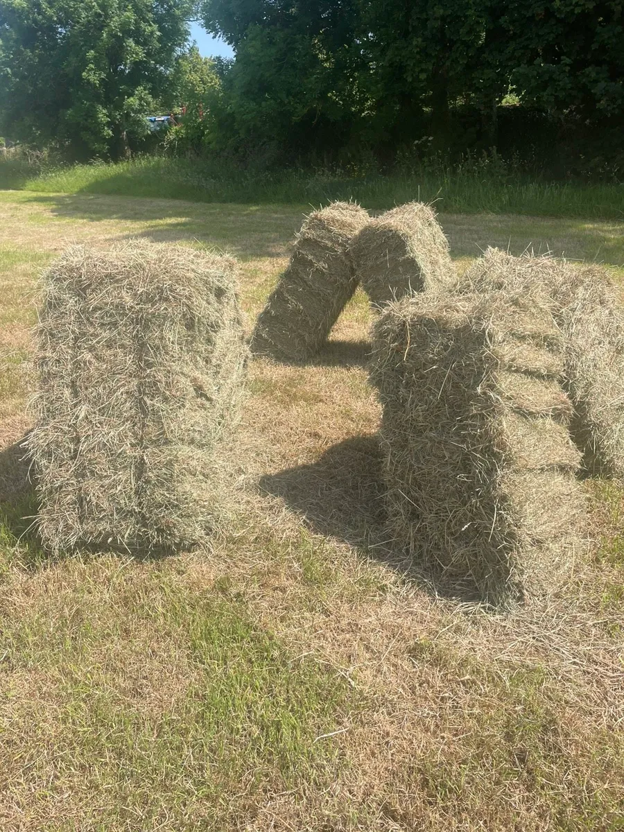 Hay for sale