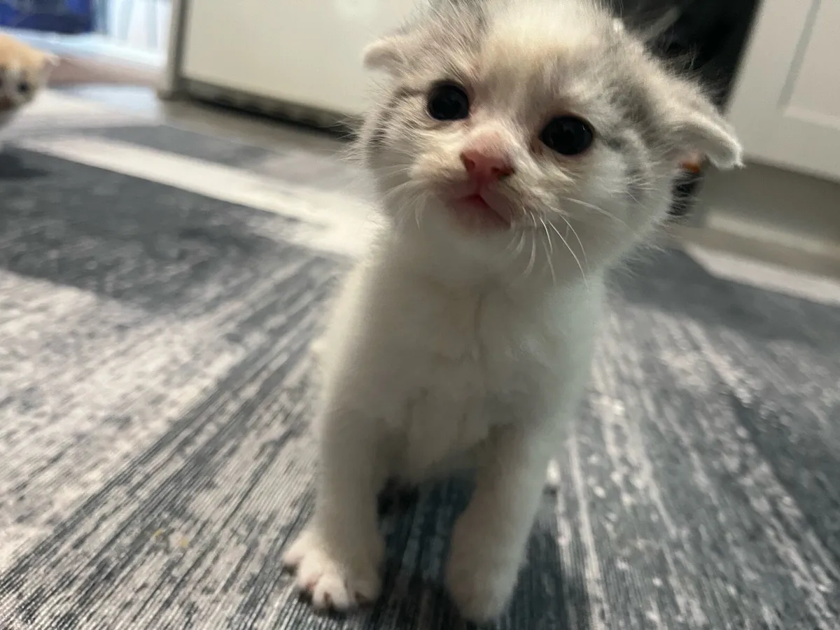 Scottish kittens for sale - Image 1