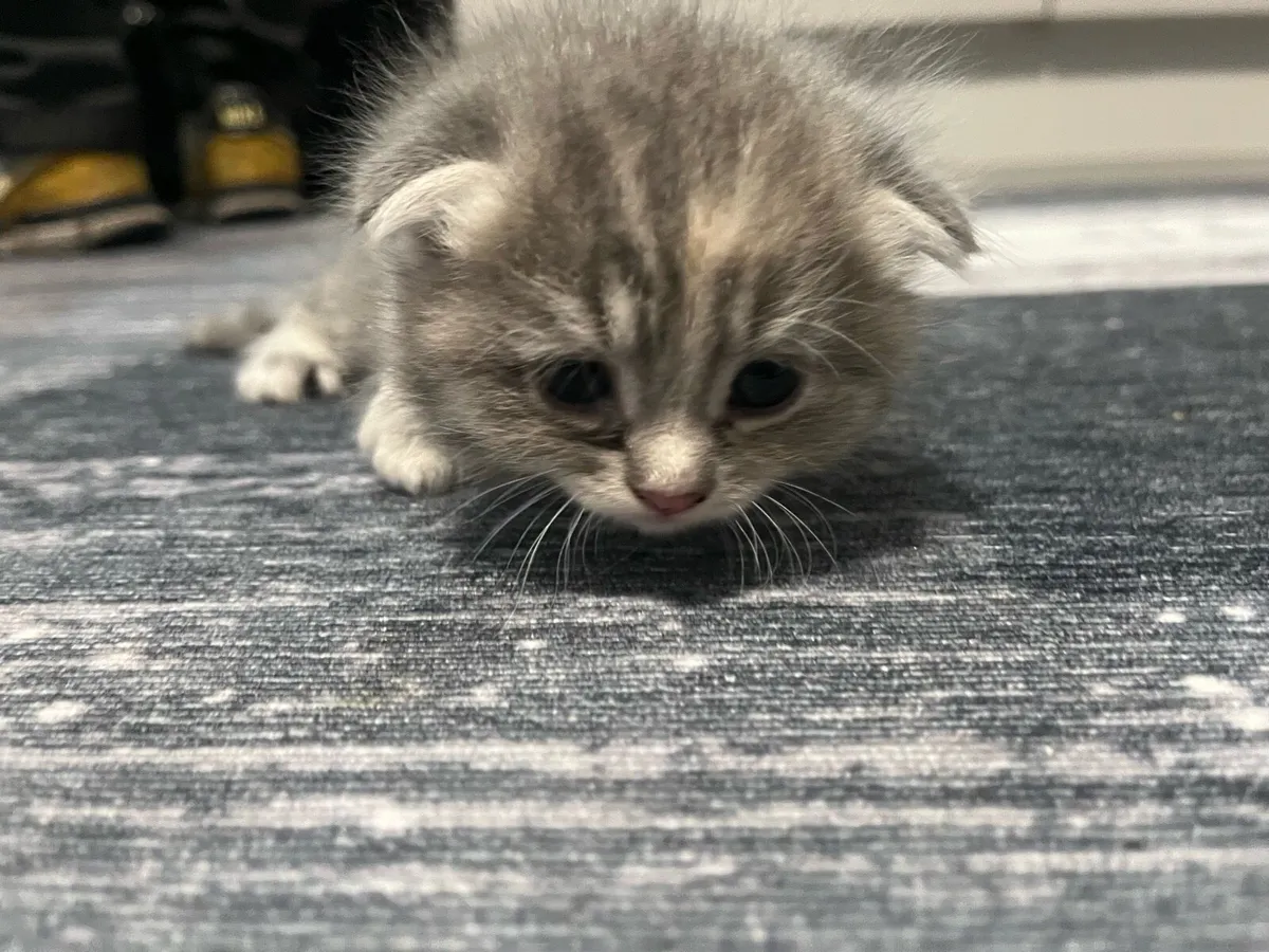 Scottish kittens for sale - Image 3