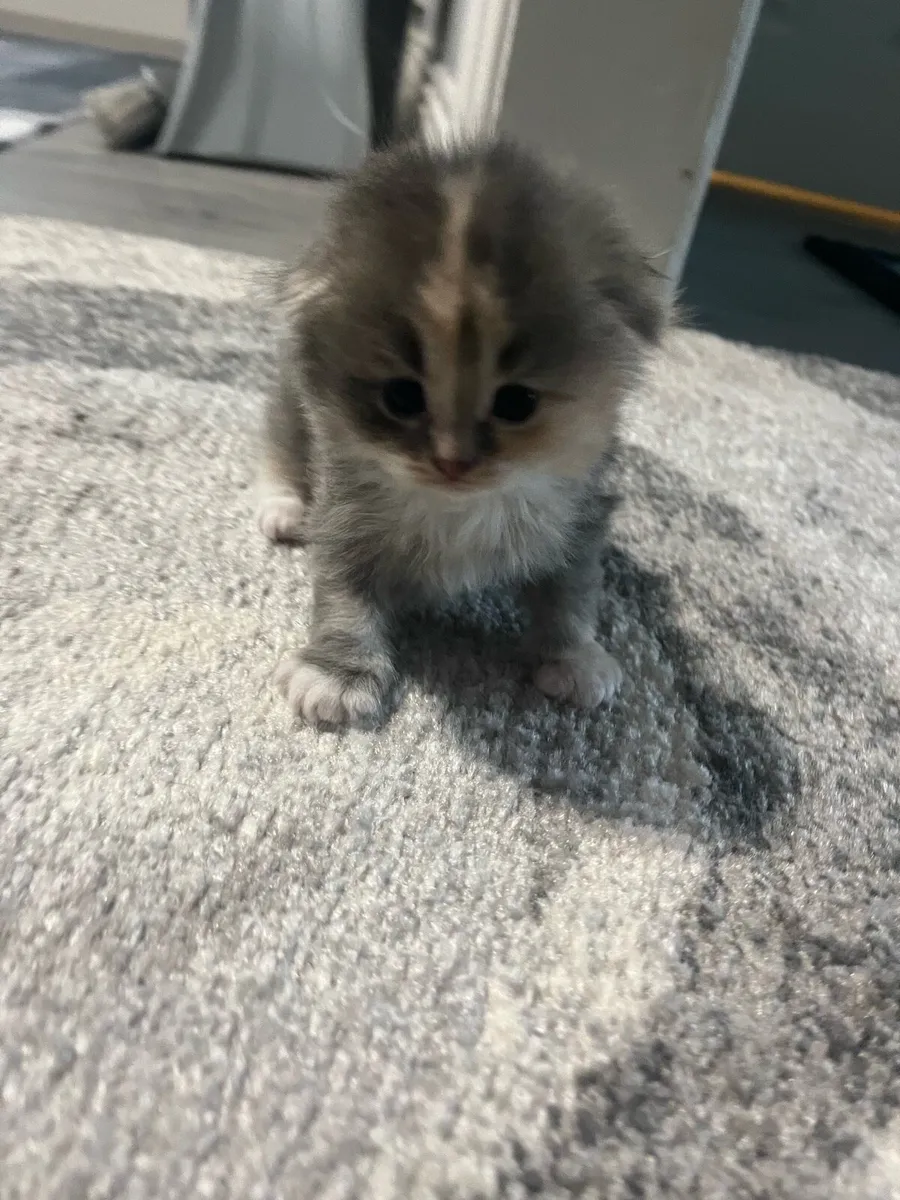 Scottish kittens for sale - Image 4