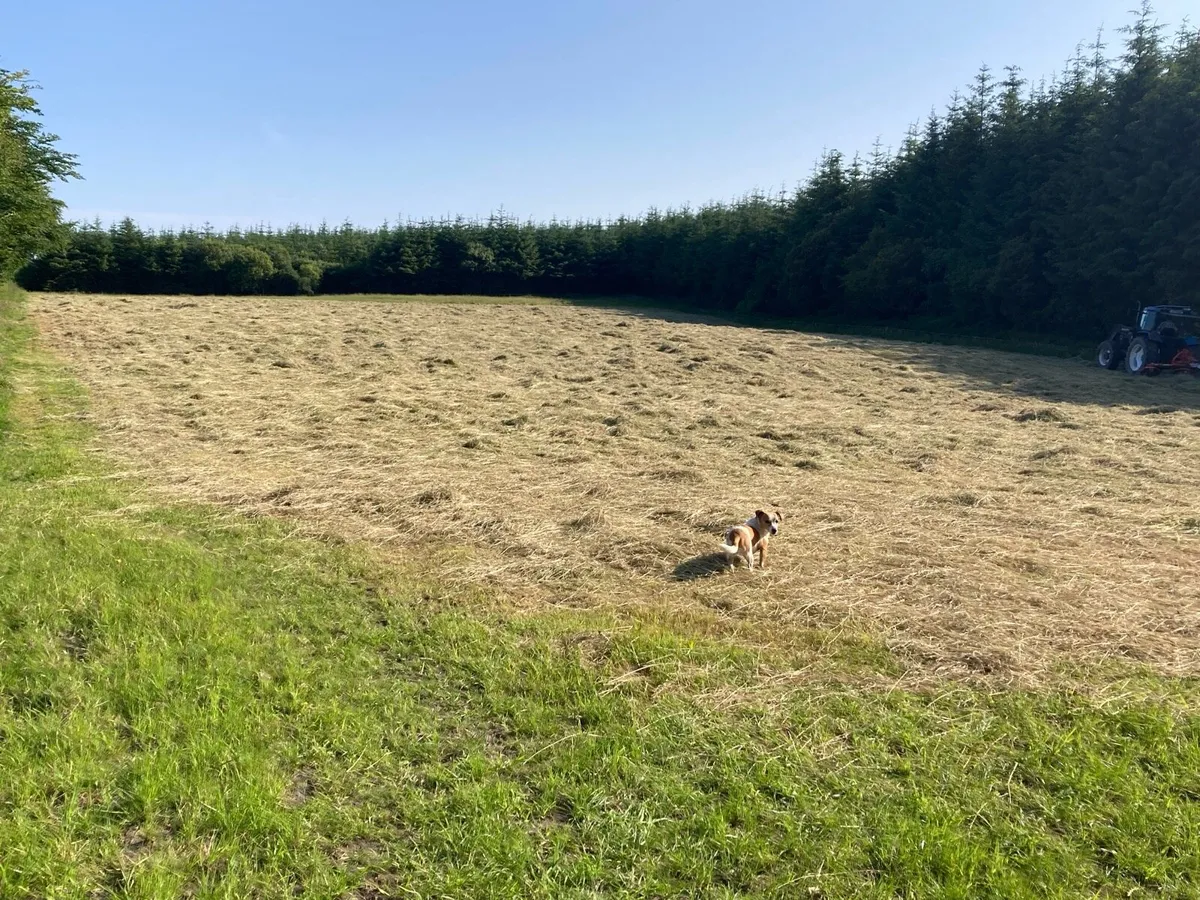 Hay - Image 1